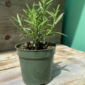 Rosemary - a 4” starter plant - live rosemary plants are a great addition to your herb garden. Add fresh rosemary to your kitchen herbs.