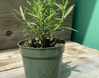 Rosemary - a 4” starter plant - live rosemary plants are a great addition to your herb garden. Add fresh rosemary to your kitchen herbs.