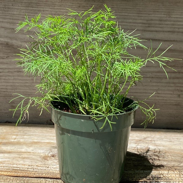 Live dill plants, as a 4" starter plant, fresh herbs for your kitchen and herb garden