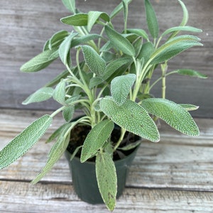 White Sage Seeds Bee Sage, Salvia Apiana: Ethically Produced Ceremonial  Sage, Smudge Sage, Sacred Sage, Witch Garden, California Native 