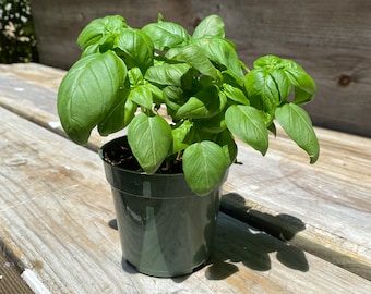 Basil plant - a 4 inch starter plant, is a live basil plant, also known as sweet basil. Fresh basil is a classic kitchen herb