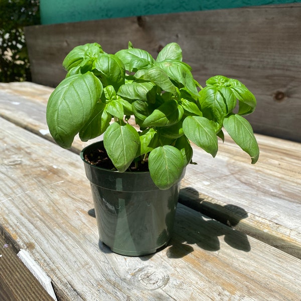 Basil plant - a 4 inch starter plant, is a live basil plant, also known as sweet basil. Fresh basil is a classic kitchen herb