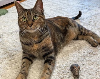 May include: A tabby cat with green eyes lies on a white fluffy rug. A smaller tabby cat figurine sits on the rug in front of the larger cat.