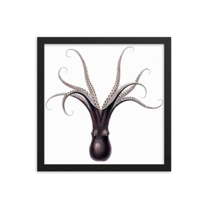 Octopus Fontanianus Framed Print