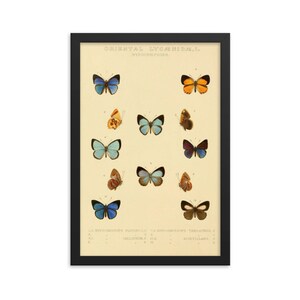 Lycaenidae Butterflies Framed Print