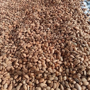 Op de afbeelding: Een grote hoop bruine amandelen, sommige met de schil er nog op, klaar om te worden verwerkt.