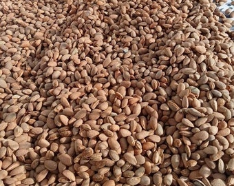 Bitter Almond- *Amygdalus amara* Amara Fruit Tree 20 Seeds