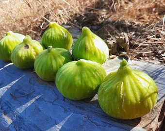 Goklop Fig, Edible Fig Fruit, (Ficus Carica) 3 Rooted Fresh Sapling