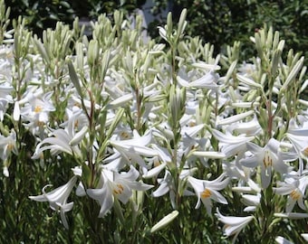 1 New Bulbs White Lily Flower &quot;Lilium candidum&quot;