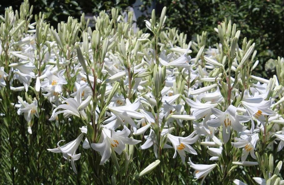 3 New Bulbs White Lily Flower "Lilium candidum"