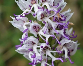 Orchis simia- (Salep tassel, rabbit heel, topbas orchid) Flower 5 Tuber