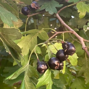 Black Hawthorn- *Crataegus pentagyna*-Charcoal Thorn Hawthorn Tree 100 Seeds