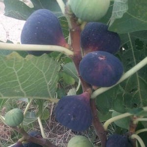 Mini Purple Fig, Edible Fig Fruit, (Ficus Carica) 3 Rooted Fresh Sapling