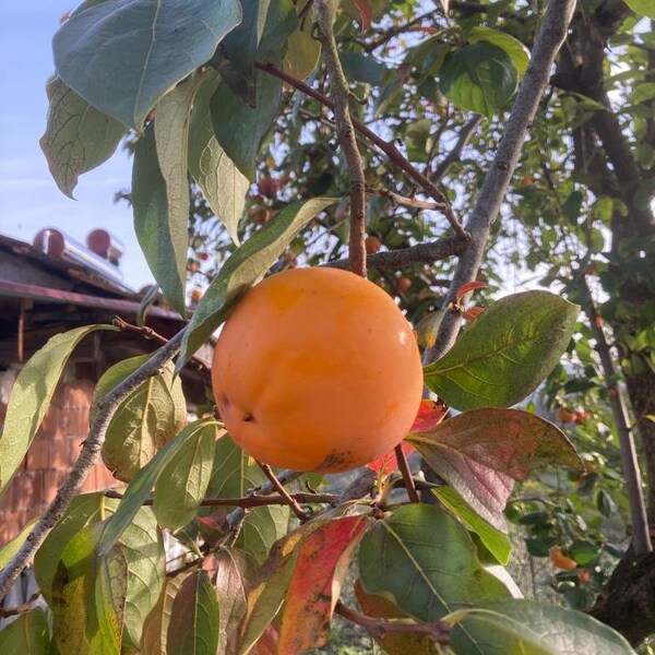 Persimmon- Diospyros kaki-Japanese persimmon Tree 3 Cuttings