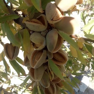 May include: Close-up of a branch of an almond tree with many almonds still attached. The almonds are in various stages of ripeness, some are still green, while others are brown and dry.