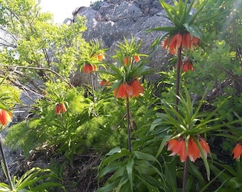 Imperial Crown, *Fritillaria Imperialis* Orange Inverted Tulip Flower 20 Freh Seeds