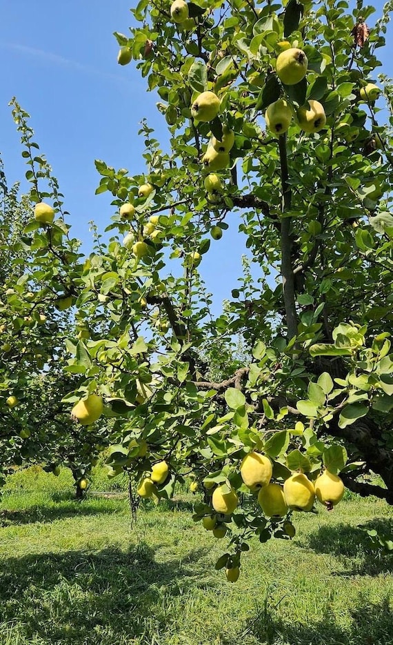 Arbol Membrillo Comprar