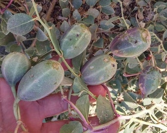 Câprier - Gebre Grass Fruit 50 Graines "Capparis spinosa"