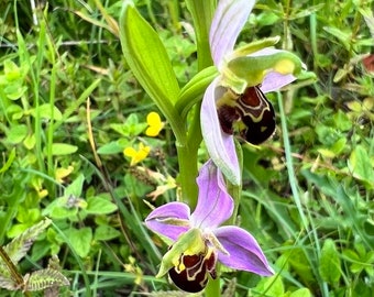 Bee orchid Flowers *Ophrys apifera* Plant 5 Tuber (Bulbs)