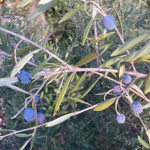 Wild Cold Climate Olive Tree, 30 Organic Seeds For Planting Fruit Plant Durable
