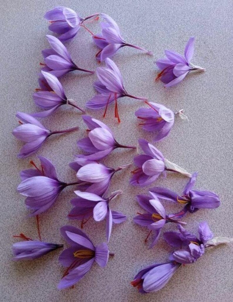Saffron Bulbs crocus Sativus 5 Fresh Breeder Saffron Bulbs Etsy Australia