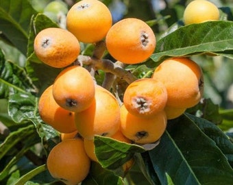 Maltesische Loquat, Japanische Loquat (Eriobotrya japonica) Baum 10 Samen