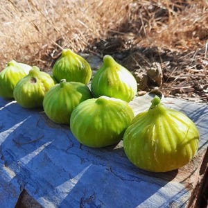 Goklop Fig, Edible Fig Fruit _(Ficus Carica) Tree 3 Cuttings