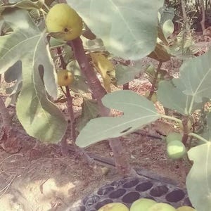 Puede incluir: Primer plano de una cesta llena de higos verdes maduros. Los higos están dispuestos en una sola capa, algunos superpuestos. La cesta es de plástico negro y tiene un patrón de panal.