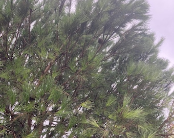 Organic Pine Nut Tree Seeds, 10 Fresh Seeds