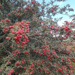 Hagtornsfrön: Svart, gul kvitten, röd frukt - 150 frön totalt
