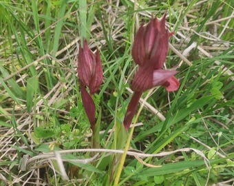 Serapias Orchidee Blumenzwiebeln (5 Knollen)