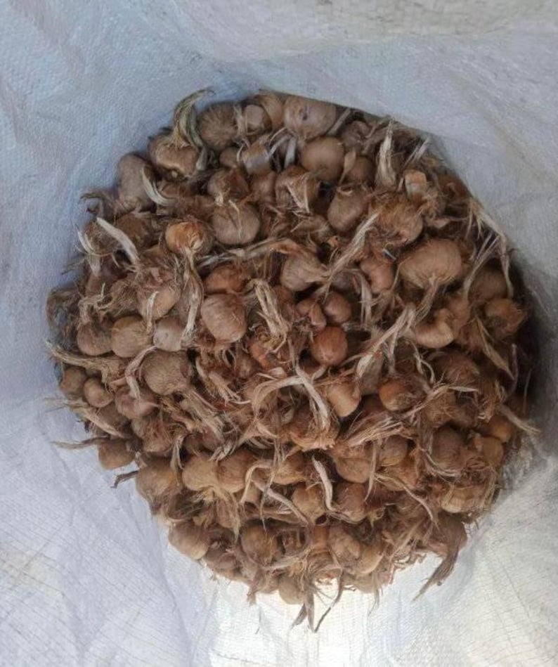 Saffron Bulbs crocus Sativus 5 Fresh Breeder Saffron Bulbs Etsy Australia