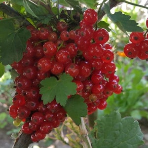 Rote Johannisbeere, Kulturierte Johannisbeere, *Ribes rubrum* Obstbaum 100 Samen