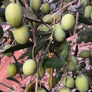 Trilye Olive Tree Sapling - Black Olive (4 Rooted)