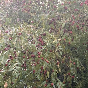 Silver Berry_ *Elaeagnus angustifolia* Olive Tree 50 Fresh Seeds