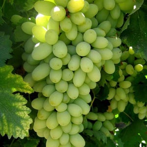 Trauben Stecklinge 5 Sorten 20 Stecklinge