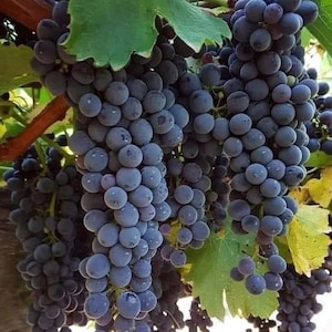 Könnte beinhalten: Eine Traube dunkelvioletter Trauben, die an einer Rebe hängen. Die Trauben sind prall und saftig, und die Rebe ist mit grünen Blättern bedeckt.