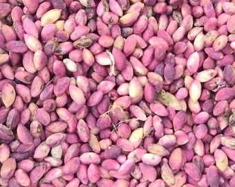 ピスタチオの木の有機種子、10 個以上のピスタチオの木の種子、庭や