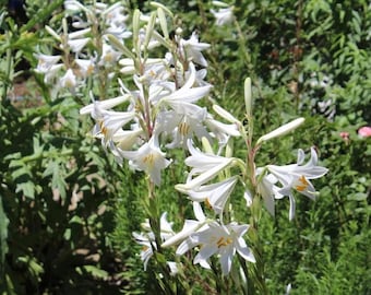 White Lily Flower "Lilium candidum" 10 Seeds