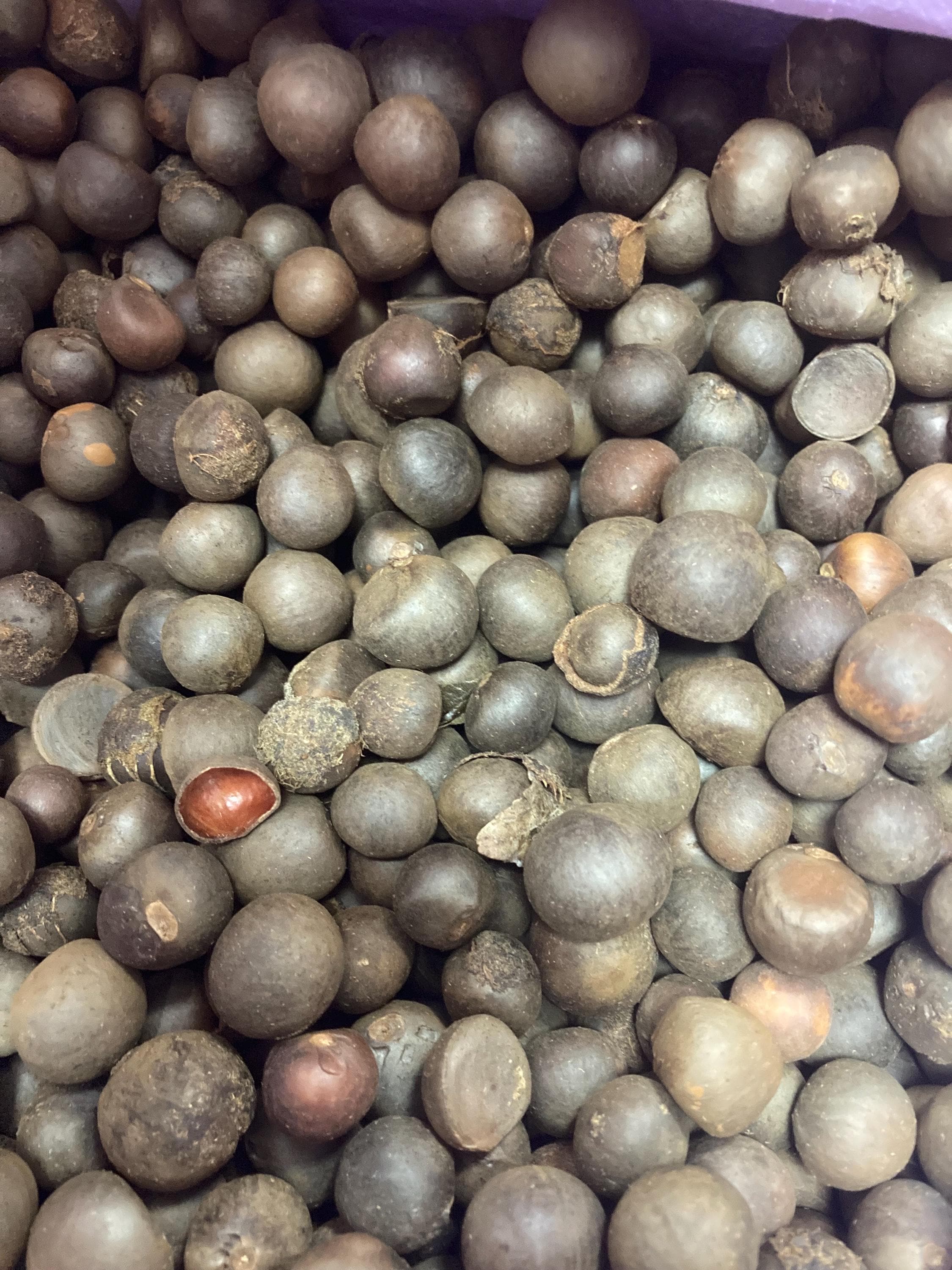 Camellia Sinensis, Tea Plant - 30 Fresh Seeds - Etsy Norway