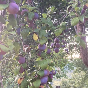 Śliwa tarnina, jadalna, śliwka fioletowa, *Prunus insititia*, drzewo owocowe 20 nasion