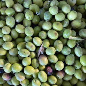 Gemlik Olive, *Olea europaea L.* Trilye Olive, Black, Olive Tree 30 Seeds