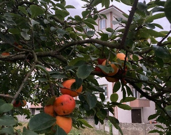 Kaki- Japanische Kaki-Diospyros kaki Baum 20 Samen