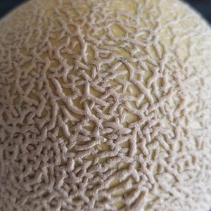Peut inclure: Gros plan sur une pastèque cantaloup avec une peau texturée de couleur brun clair.