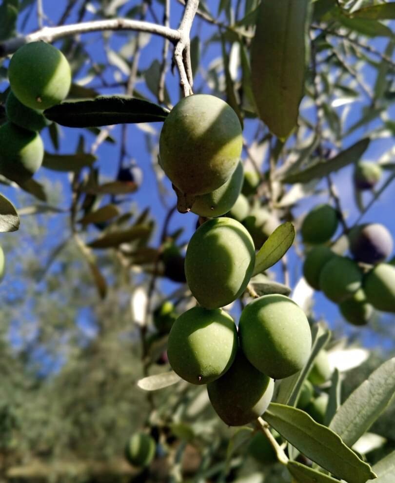 Kalamata Oliven, *Olea europaea* Baum 10 Samen - Etsy.de