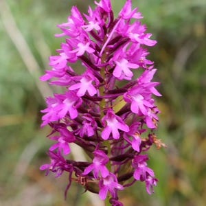 Pointed Salep Orchid Flower *Anacamptis Pyramidalis* 5 New Tuber (Bulbs)