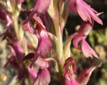 Sancta Orchid-Holy orchid *Anacamptis sancta* Flowers + 5 New Tuber (Bulbs)
