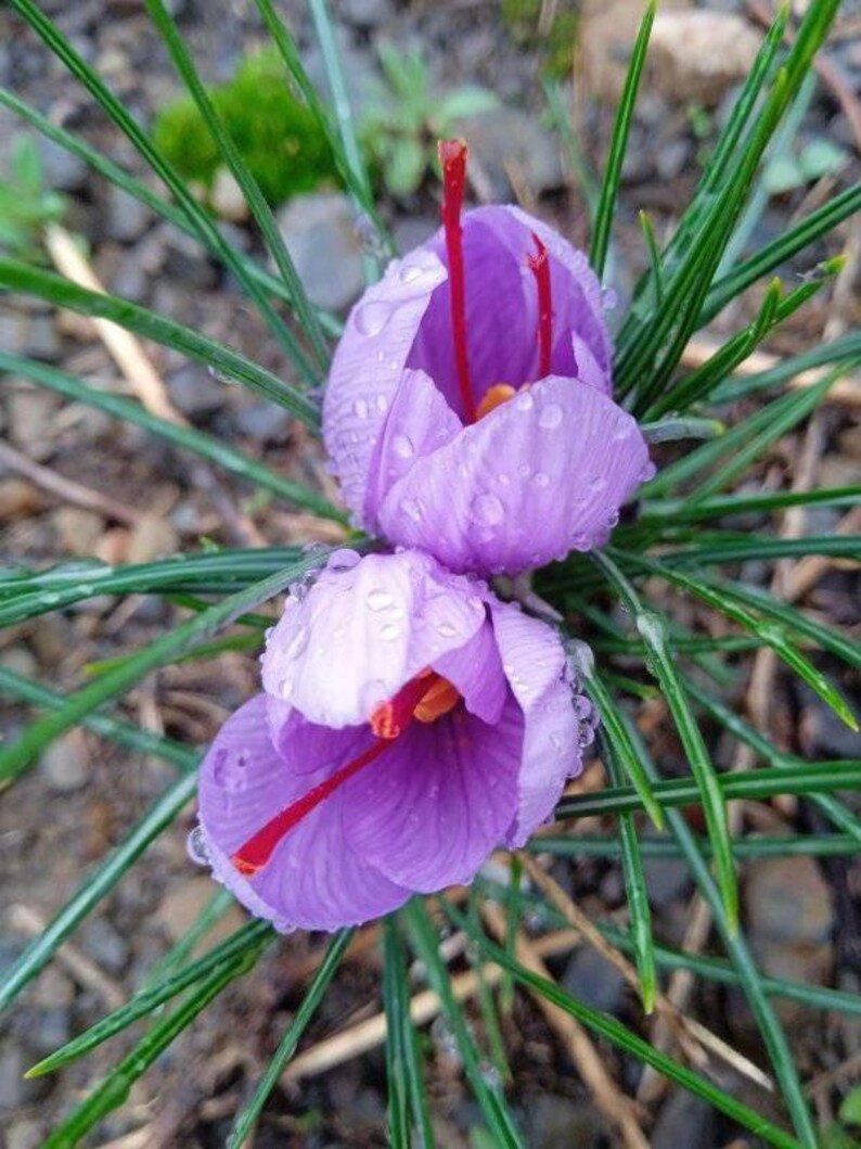 Saffron Bulbs crocus Sativus 5 Fresh Breeder Saffron Bulbs Etsy Australia