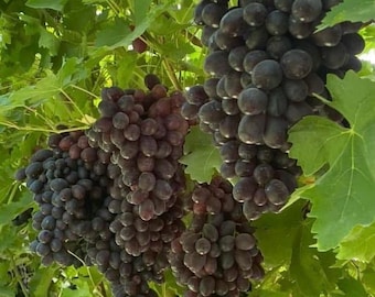 Antep Karasi Seed Grape Sapling_ &#39;&#39;Vitis vinifera&#39;&#39; 3 New Rooted Trees