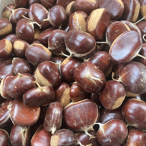 Anatolische kastanje, Castanea sativa, tamme kastanje 10 zaden (onze nieuwe oogst voor 2025)